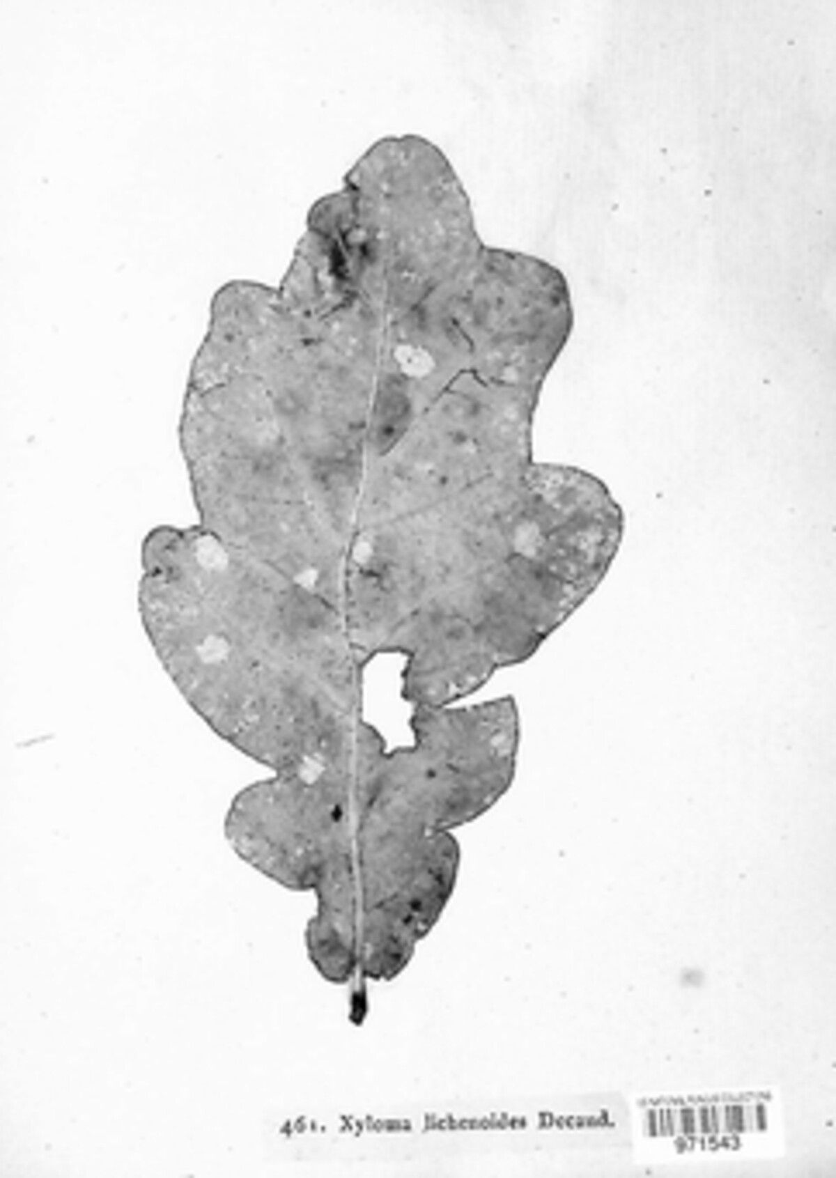 Xyloma lichenoides image